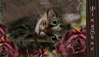pinqshue photography
