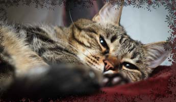 pinqshue photography